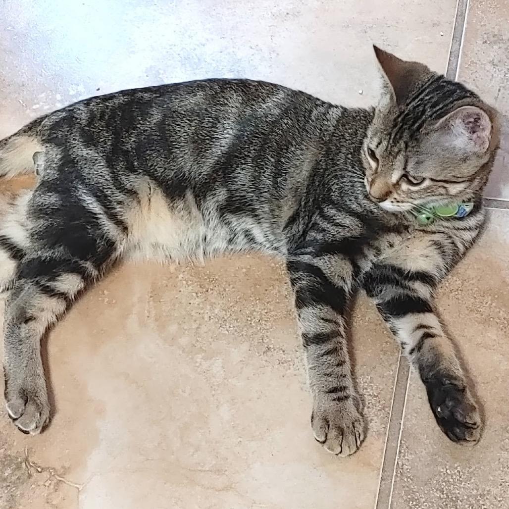 Foozie