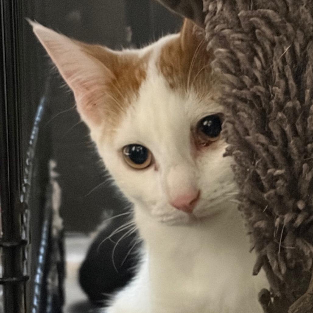Axel (Bonded to Bowie)