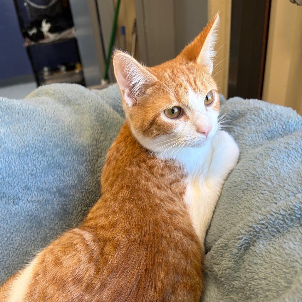 Bowie (Bonded to Axel)