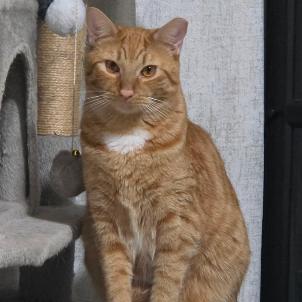 Leo "Ginger"