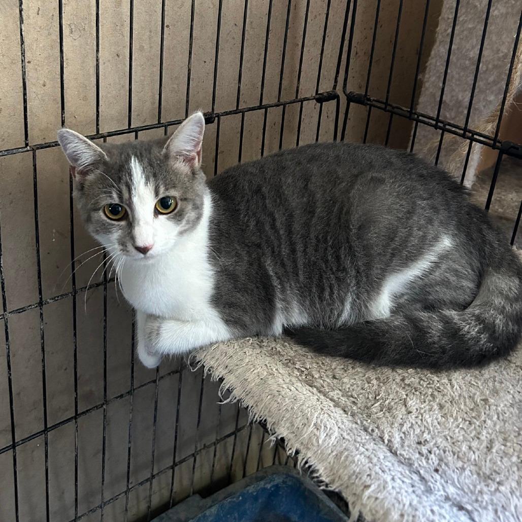 Penelope