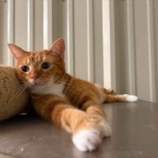 Lilly (Bonded to Millie)