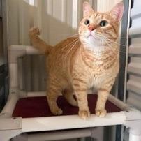 Millie (Bonded to Lilly)