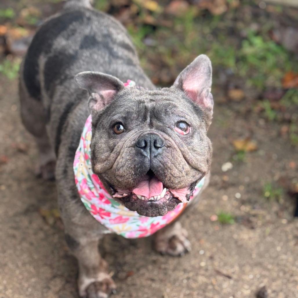 Chloe-In foster