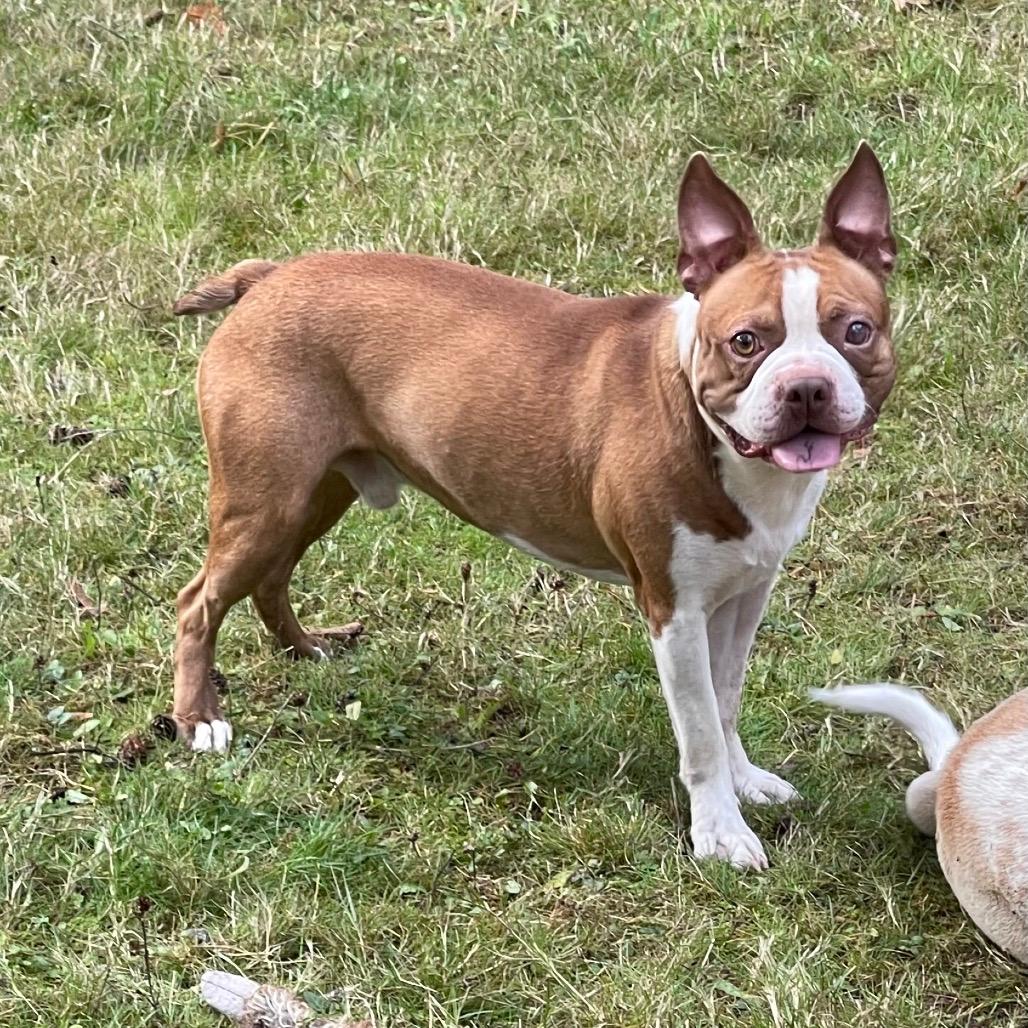 BOSTON LEO