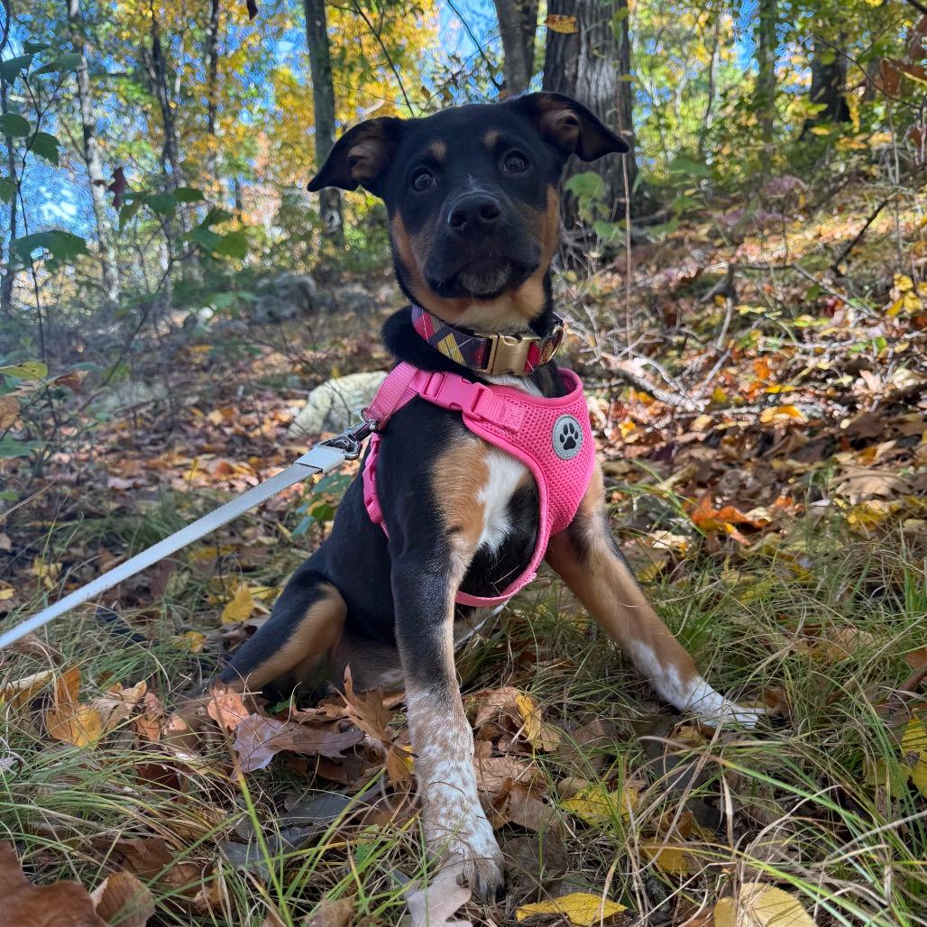NY Buttercup (foster in Stormville)