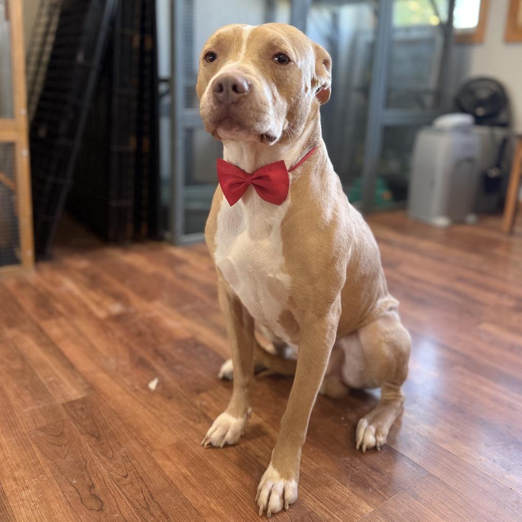 Axel