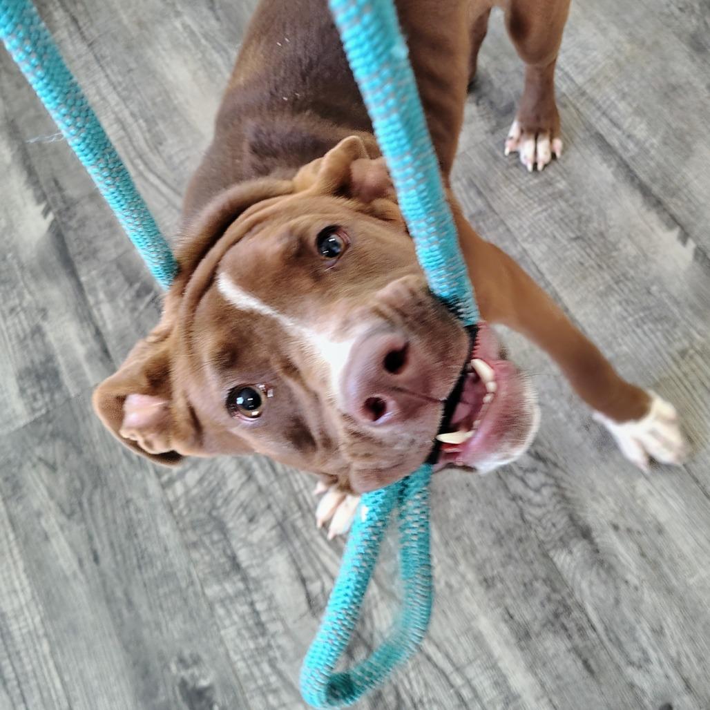 Bridget  (aka Stella)