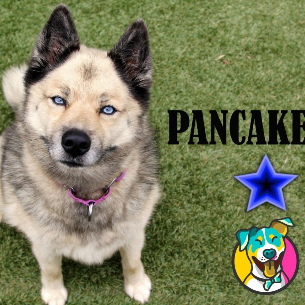 Pancake 