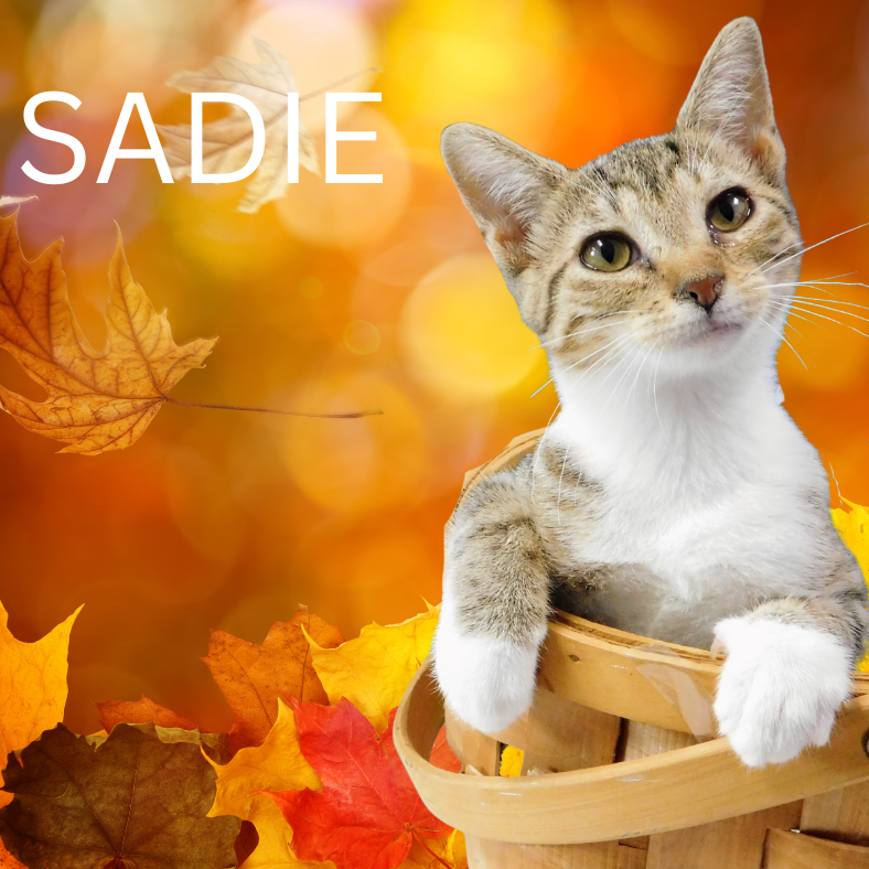 Sadie