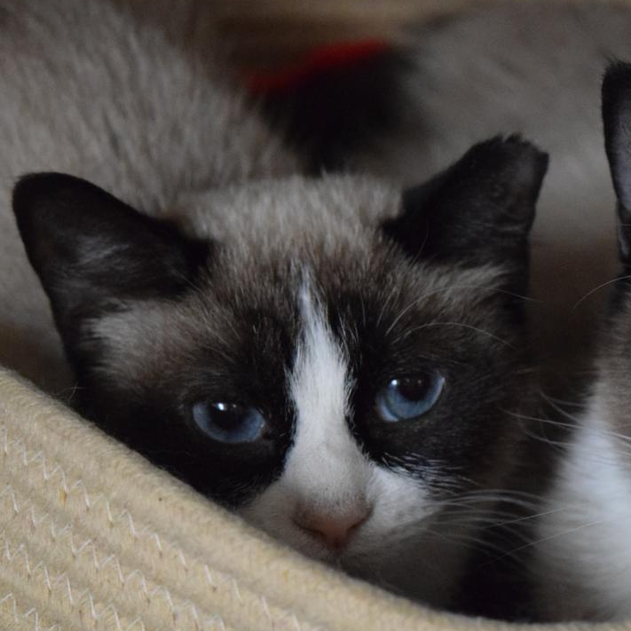 Duchess (Scratchy)