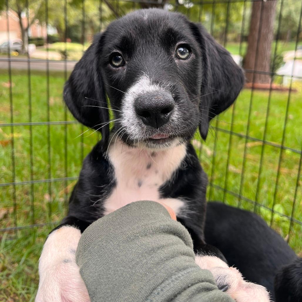 Sawyer