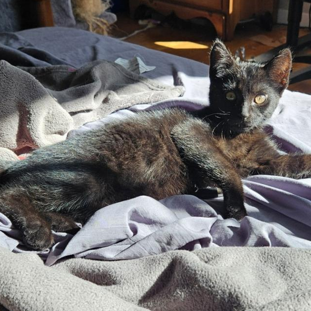 Catpuchino