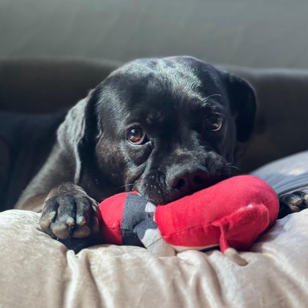 Jake(Adoption Fee-SPONSORED!)