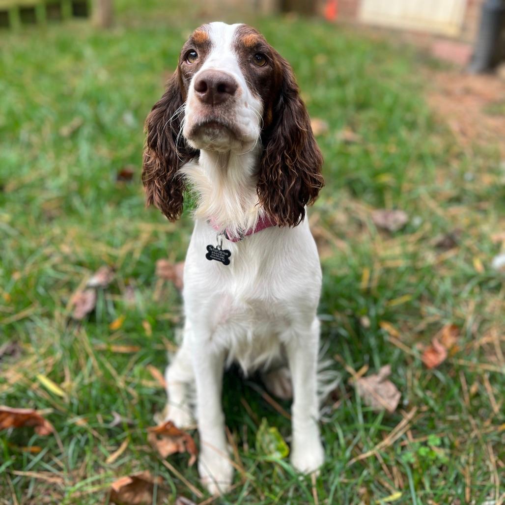 Scout