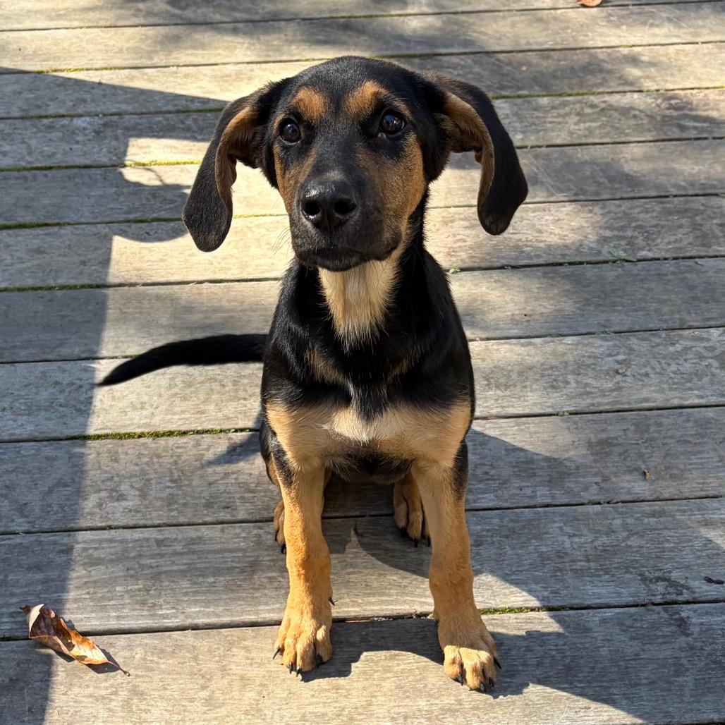 Lulu
