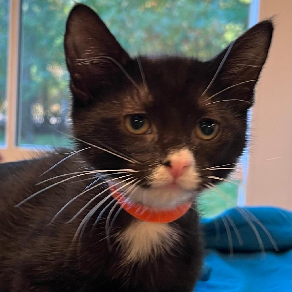 Tiller (Bonded to Anchor)