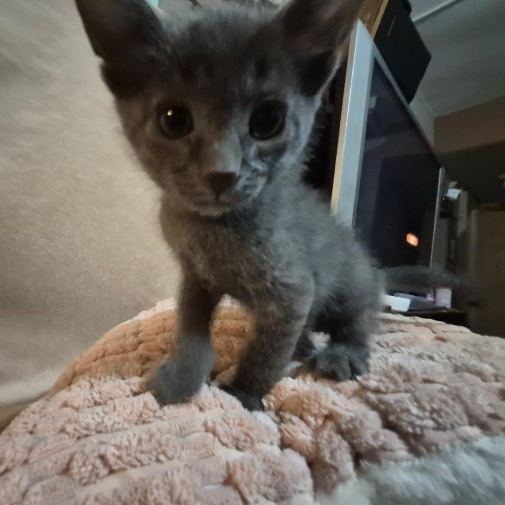 MAXIMUS