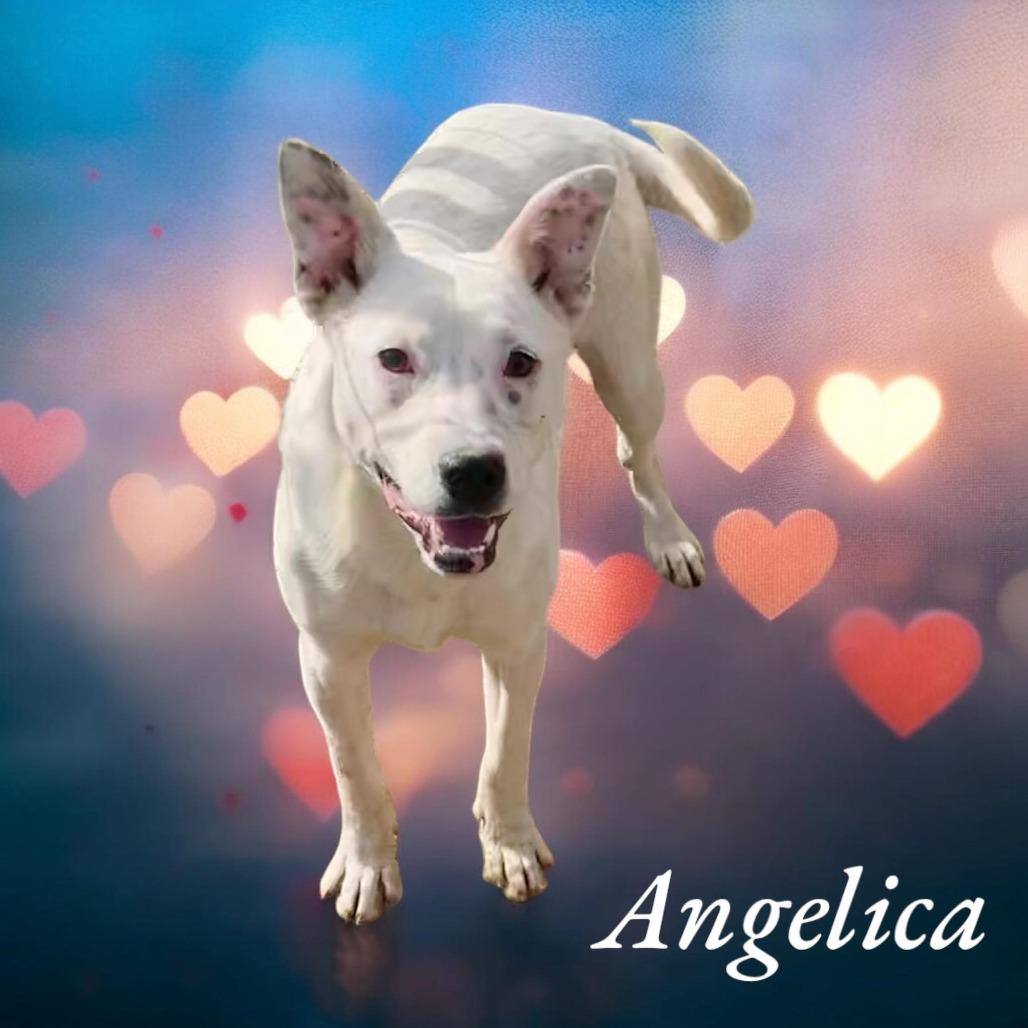 Angelica