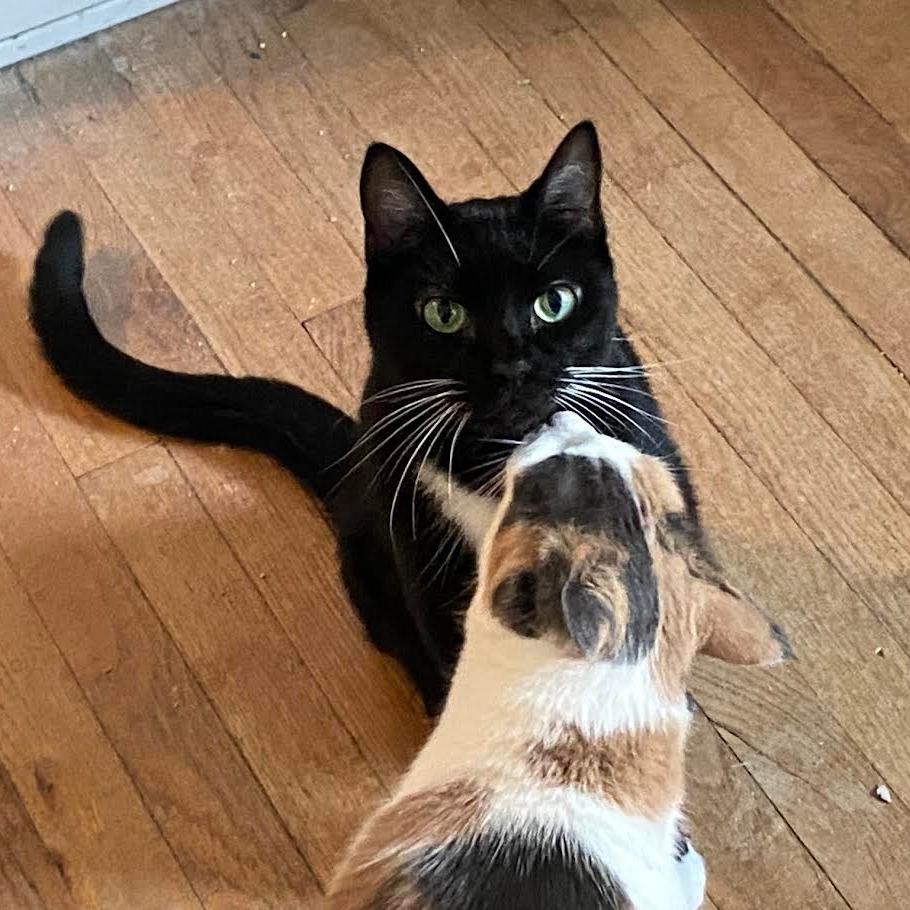 Vegeta (& Winifred) - Bonded Pair