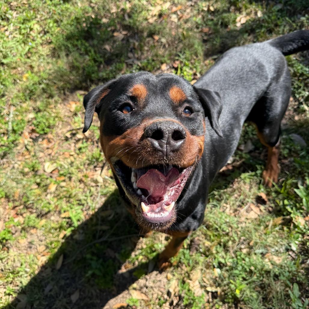 Rowdy The Rottie 