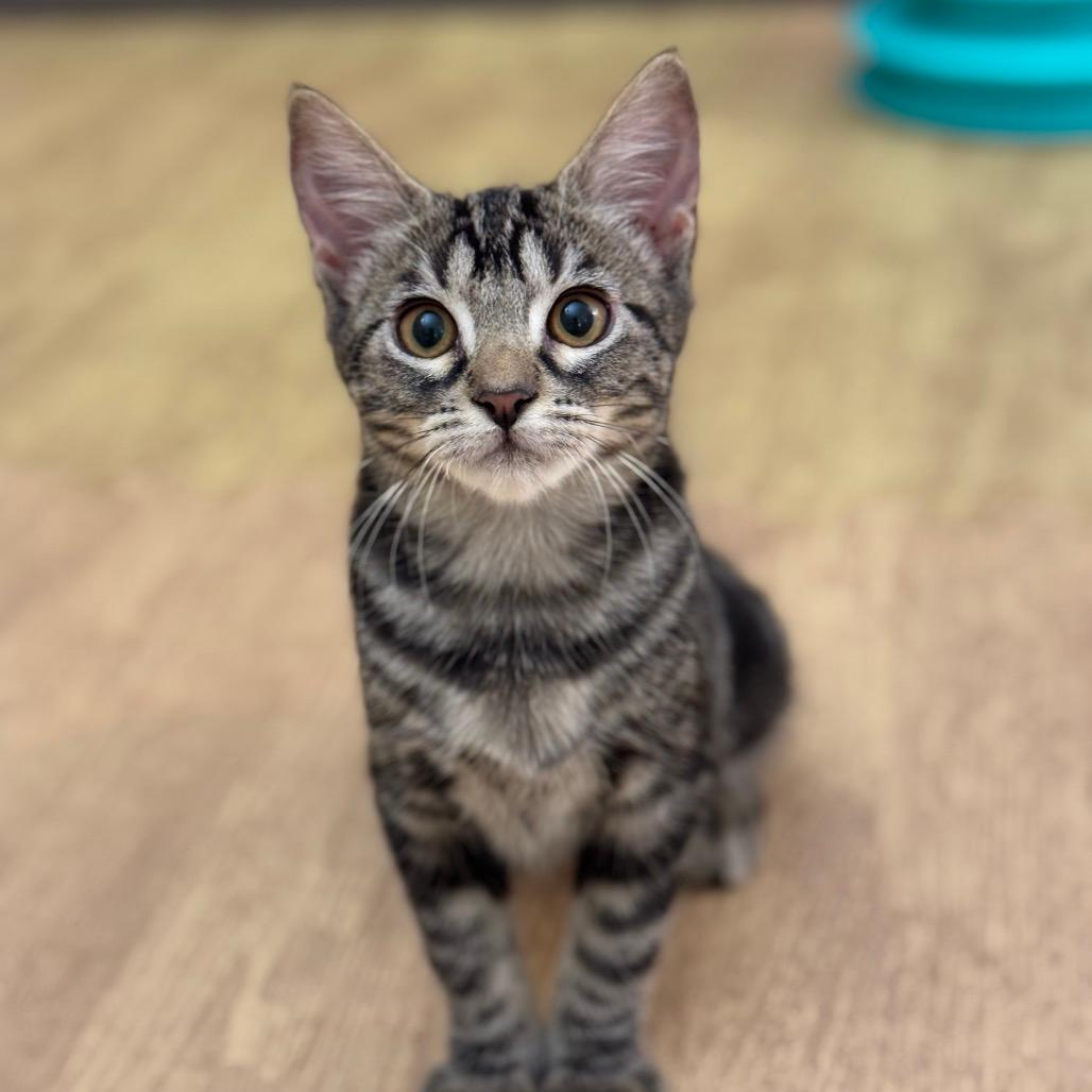 DJ (home adoption)