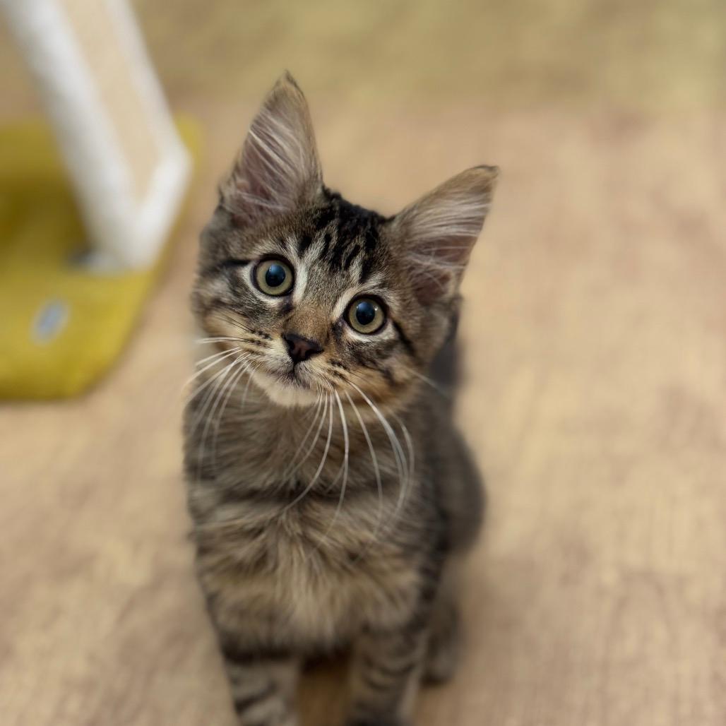 Steve (Home adoption)