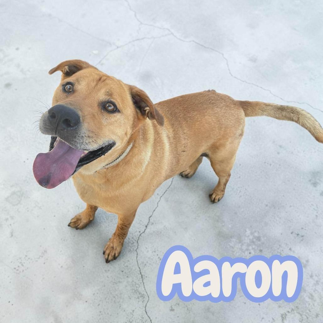 Aaron