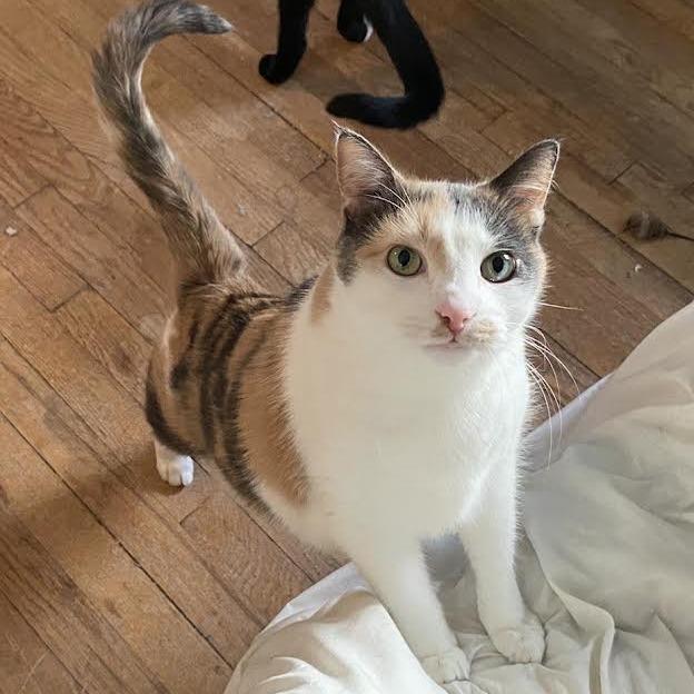 Winifred (& Vegeta) - Bonded Pair