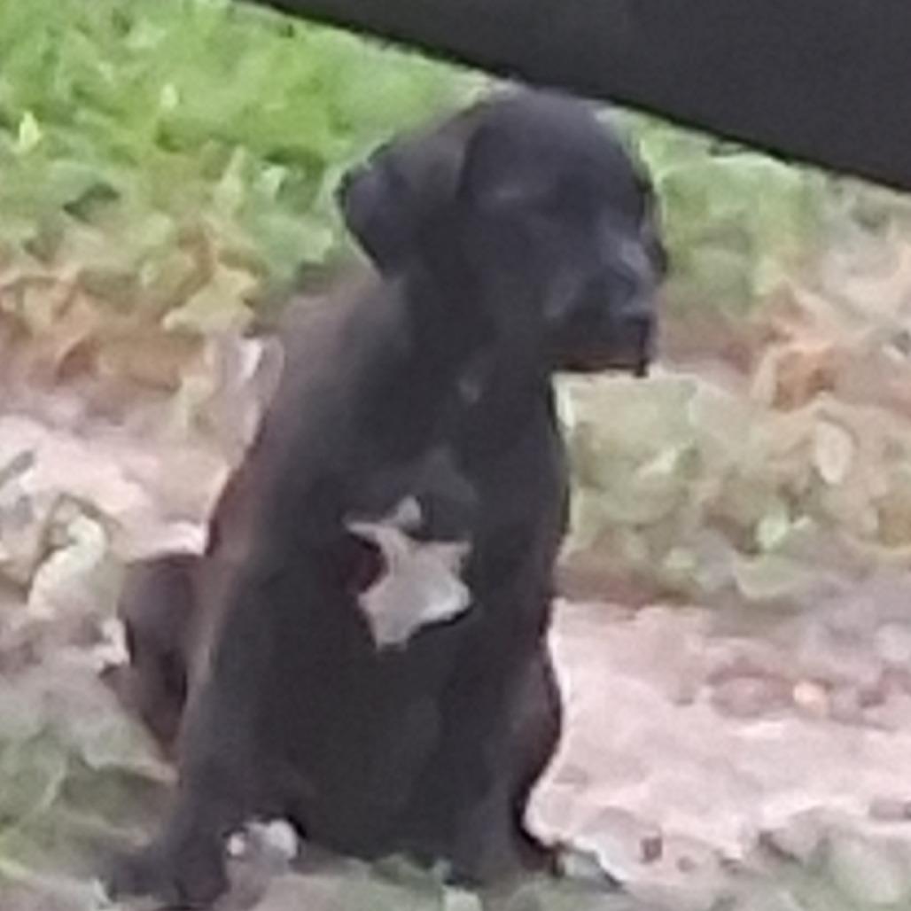 Dakota