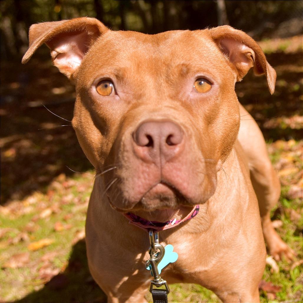 Cora