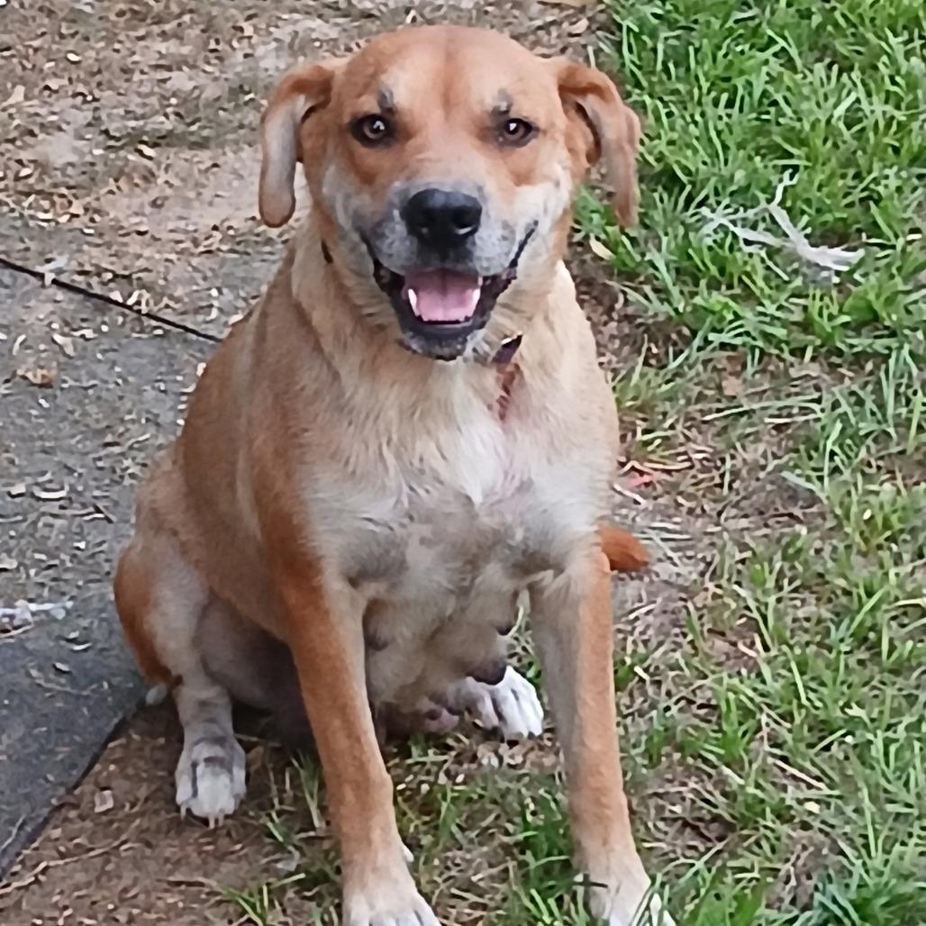 Duchess