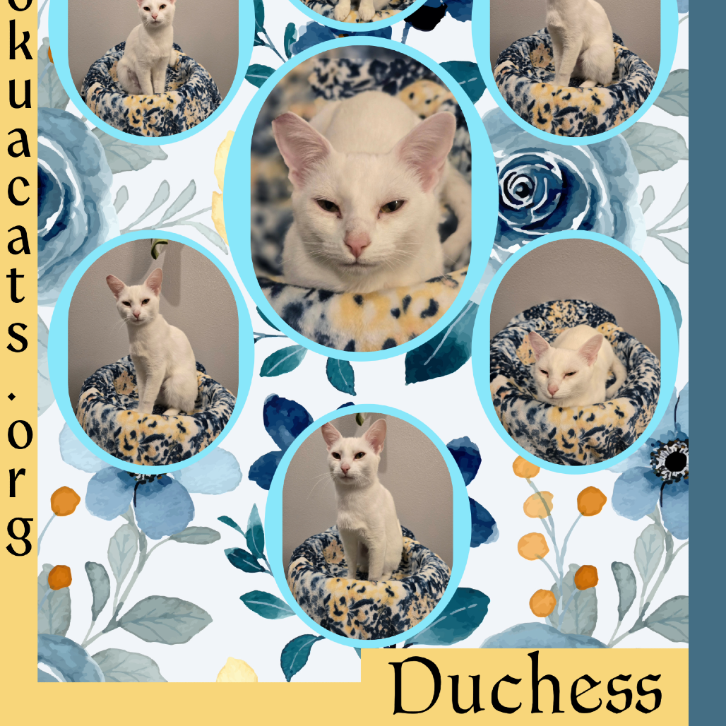 Duchess