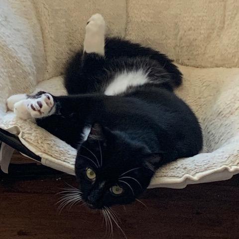 Ruby (M) (Monroe ACO Kitten 1)