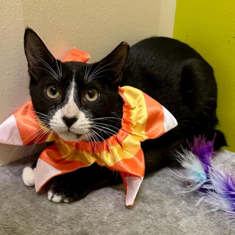 TJ Tuxedo