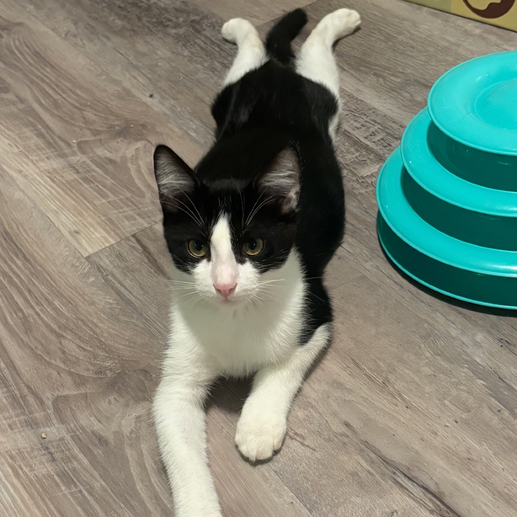 Equinox (home adoption)