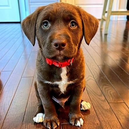 Jay Meadow Pup
