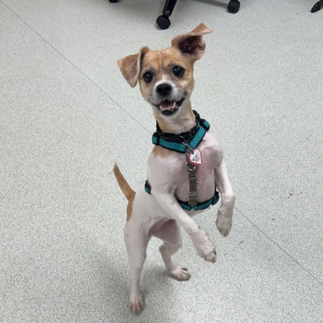 Sugar-in foster