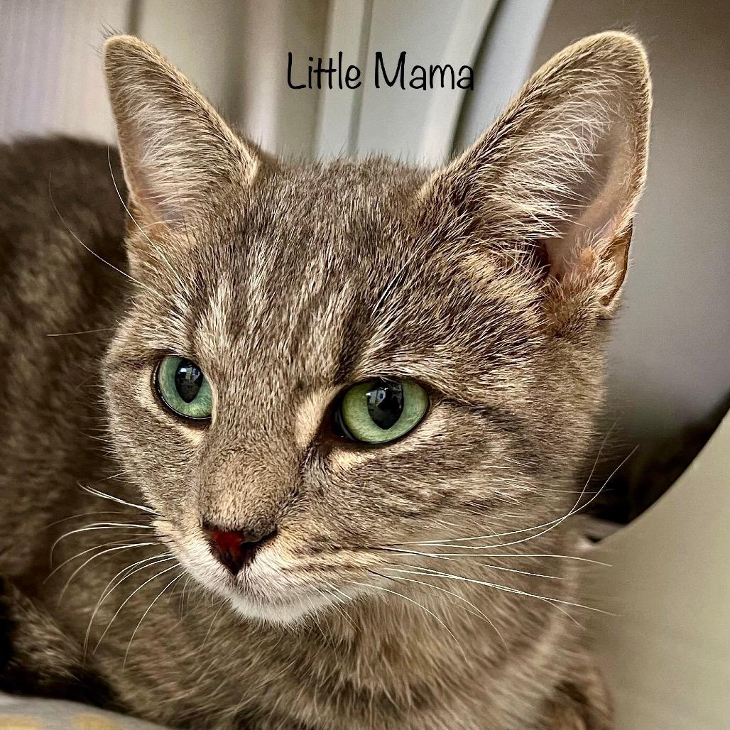 Little Mama
