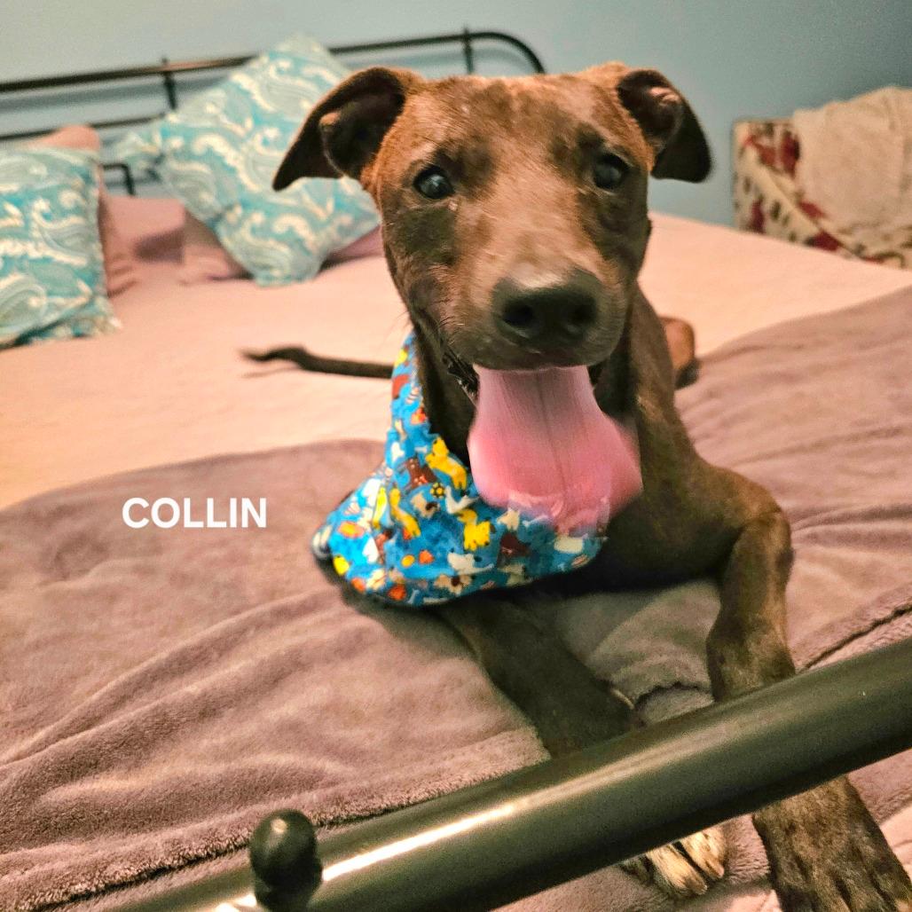 Collin