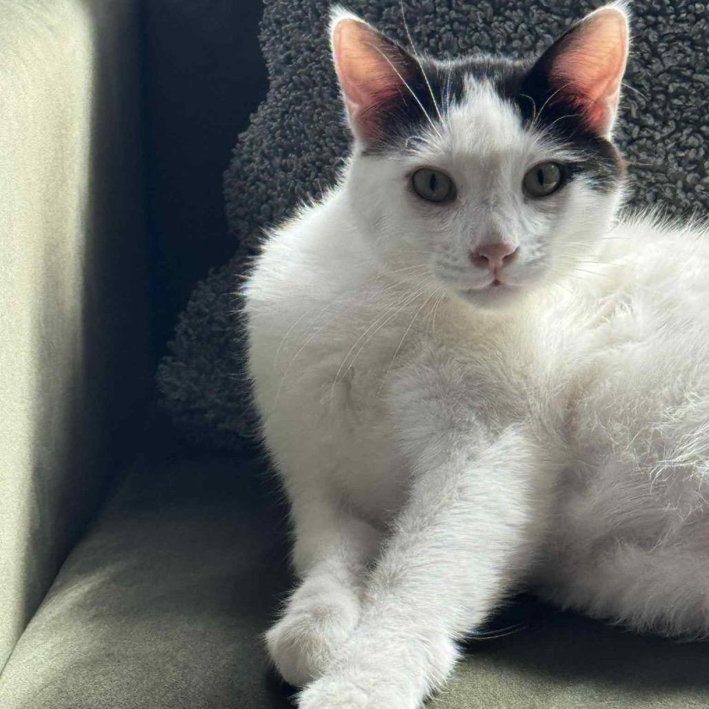 Arthur *Meet me at Eagan Petsmart*