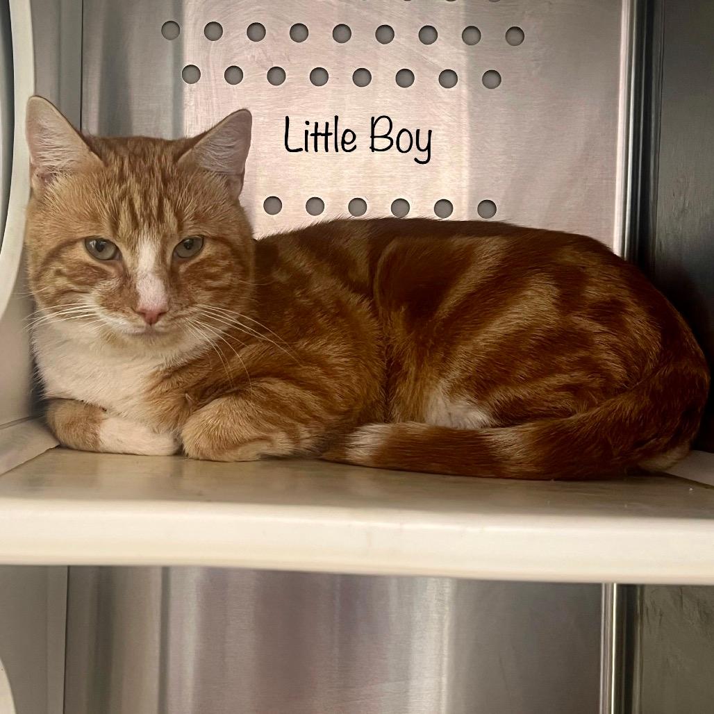 Little Boy