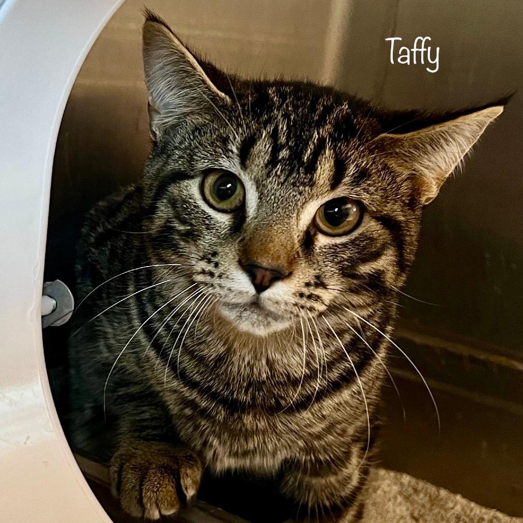 Taffy