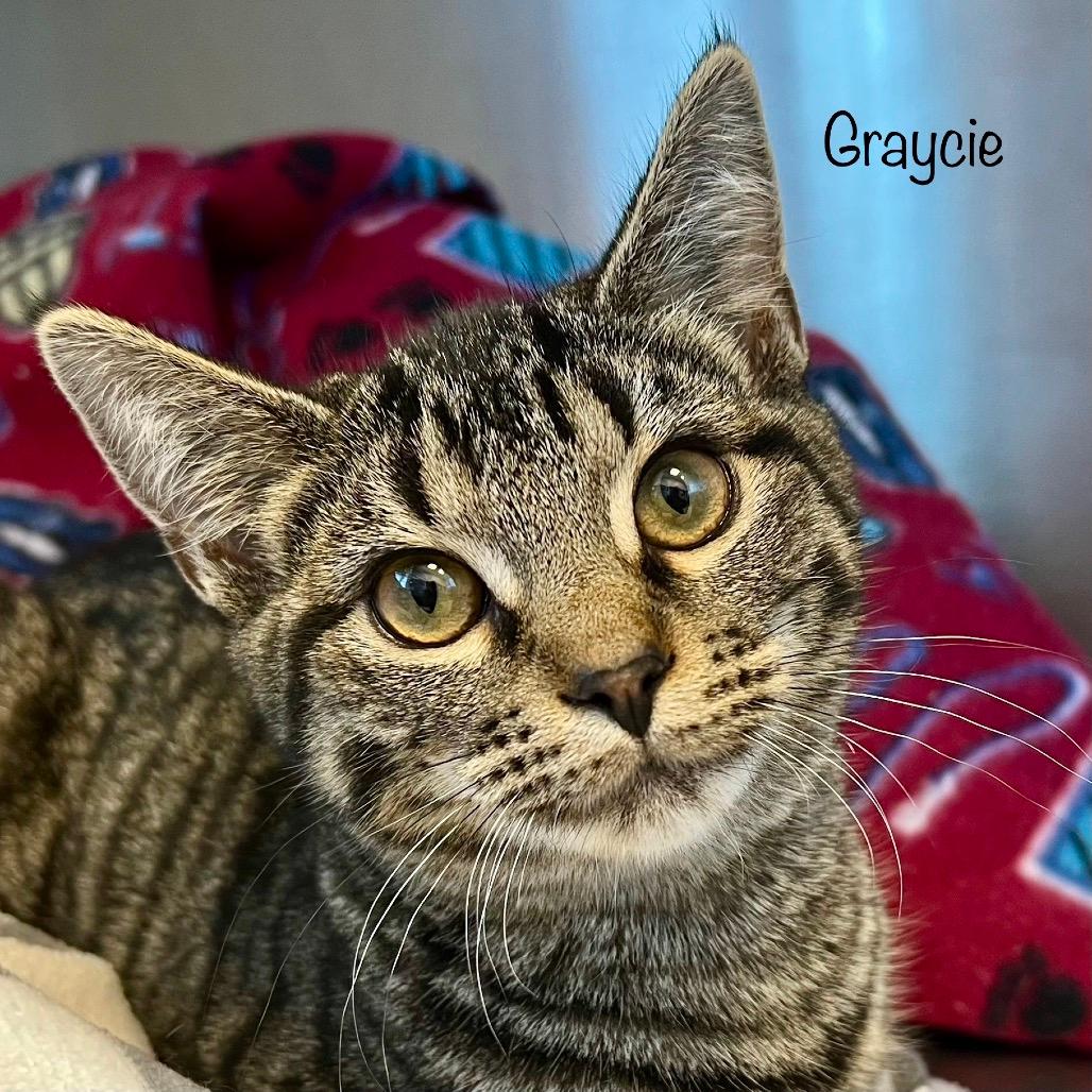 Graycie