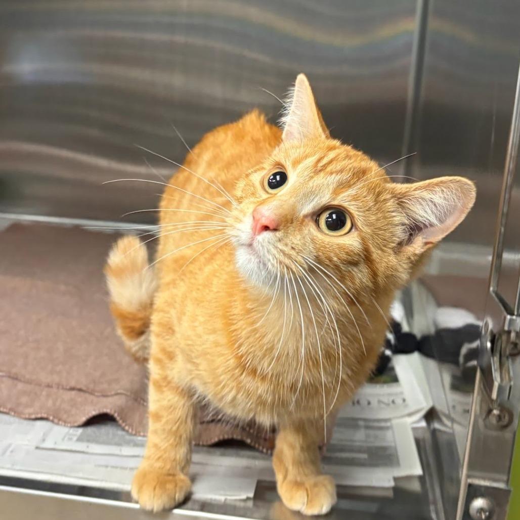 Sashimi - Petsmart Belleville