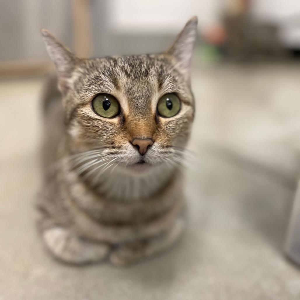 Mitzi