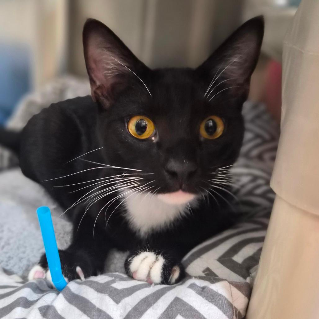 Domino