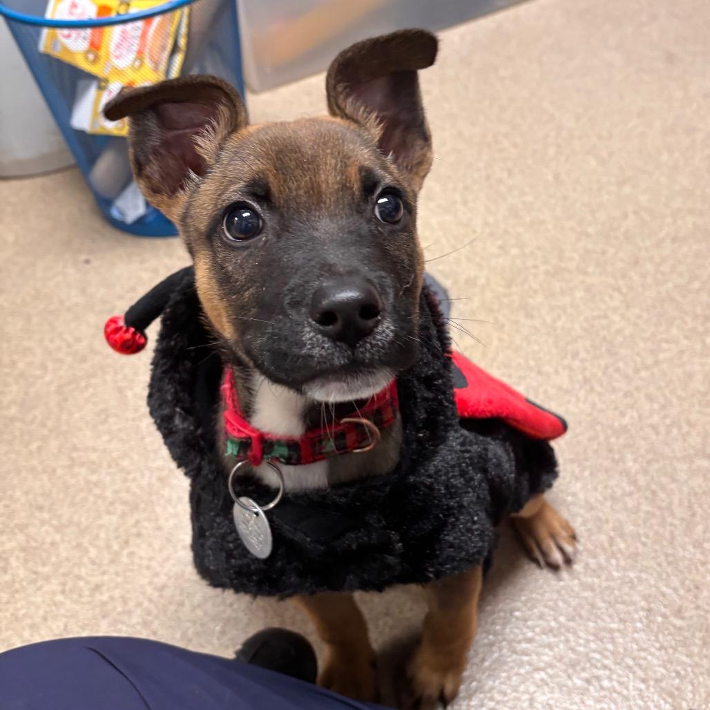 Arlo
