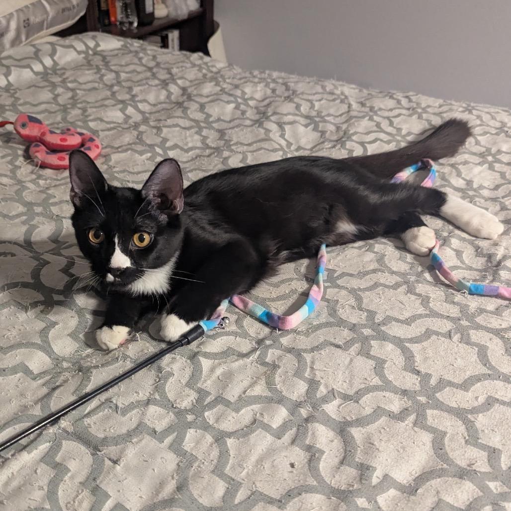 Zorro