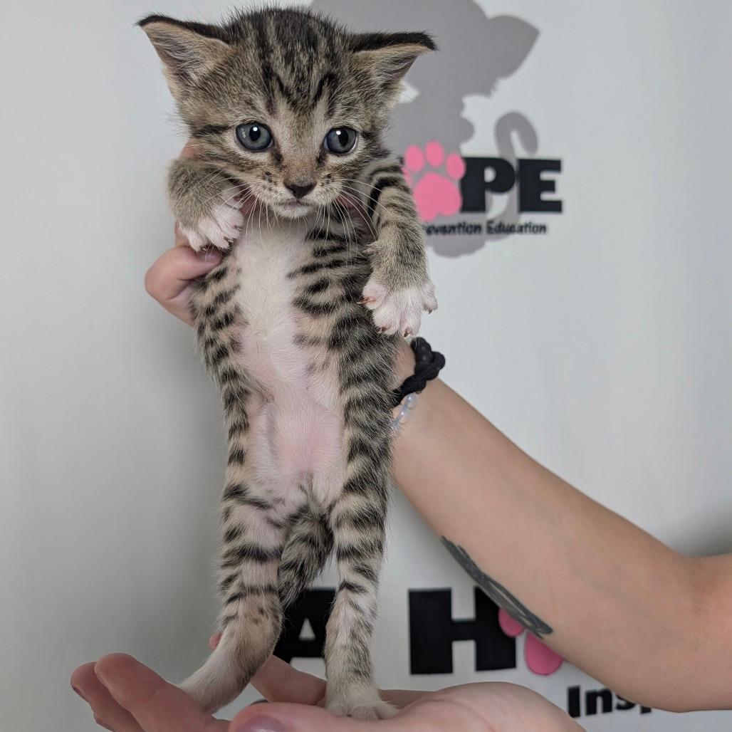 Lil Purr